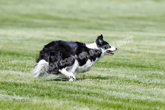 Cat Test 1-0176