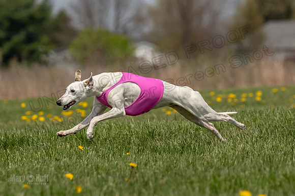Finals Specials B3 River Magic Lace-4666