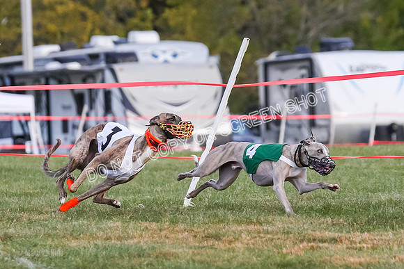 Prg 1, race 7, Cutter Dazzle Mika Rory-0714