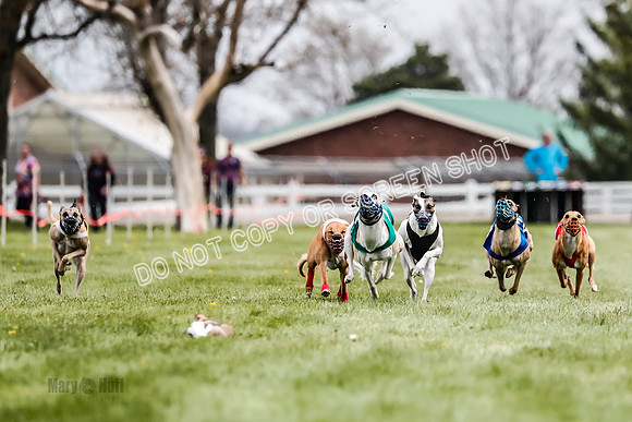 WRA, Prg 2, Race 12, Bookie Joplin Rogue Chase Jigsaw Rum-9047