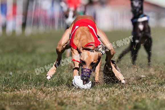 Prg 4, Race 2, Red Tipa Watson Sprig Carney-0085