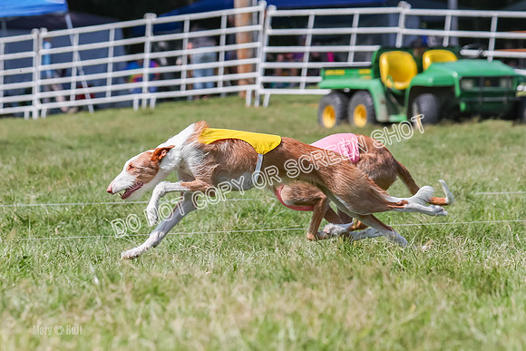 Prelim, Veteran 1, Dobby, Pepper-8796