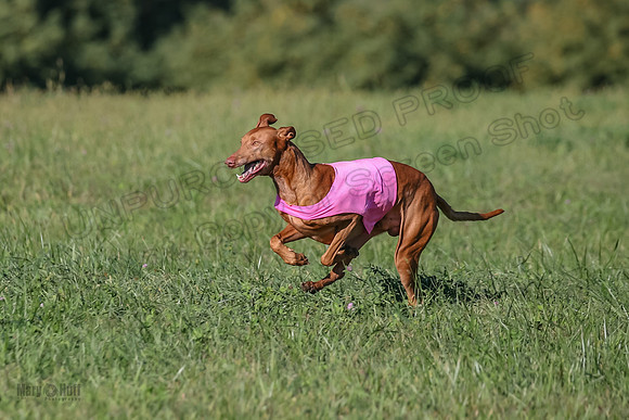1 Prelims Vet 1 Precious Cayper Copper-4352