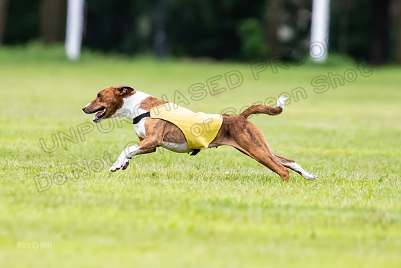 Finals Basenji-1408