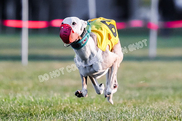 Prg 1, Race 4, Echo Ravenstar Griffey Buckwheat-9000