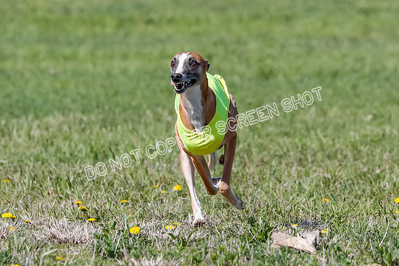 Prelim, Rocky Shimmy Zed-2410