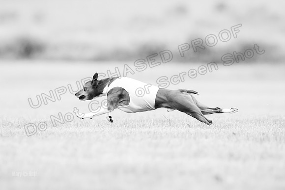 Prelims Rye-0954-2