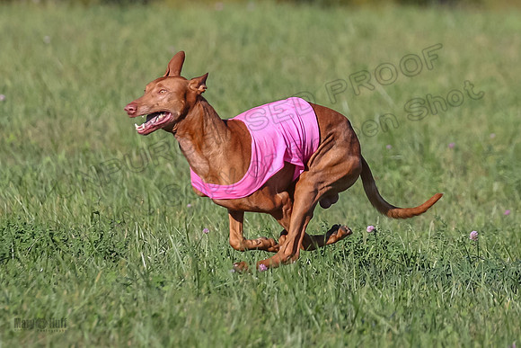 1 Prelims Vet 1 Precious Cayper Copper-4346