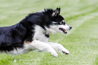 Cat Test 1-0252