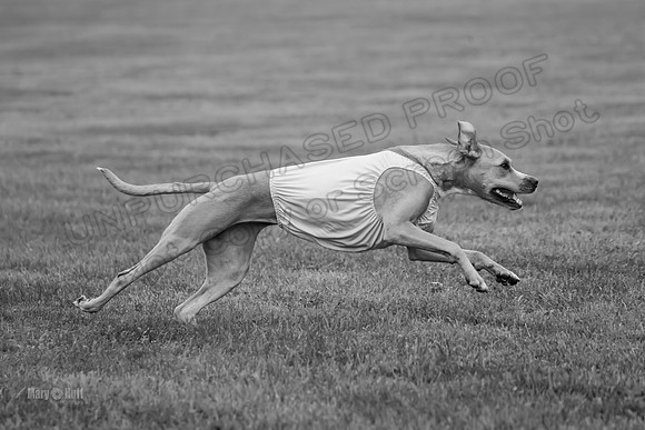 Prelims Zara-0833-2