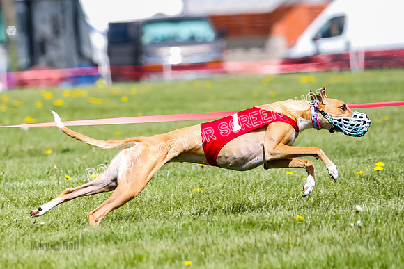 NOTRA Program 2, Race 5, Flora Java Victor Tsunami-2-16