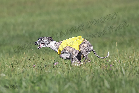 1 Prelims Fch A2 Arrow Janey Hoppit-9503