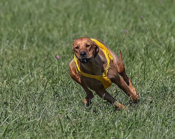 2 Finals Open 1 Rein Pepper Ash-7393