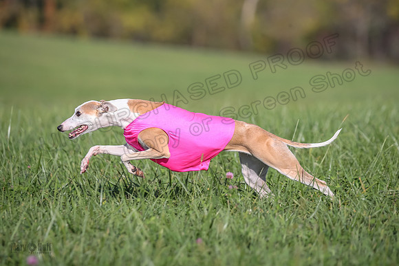 1 Prelims Fch A1 Zinger Lacey Celine-9478