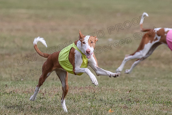 Finals Fch 1 Beastie Jadis Ginny-7907