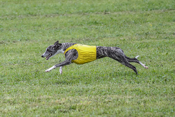 Prelim Fch 1,  Prim Shelby Ember-5191