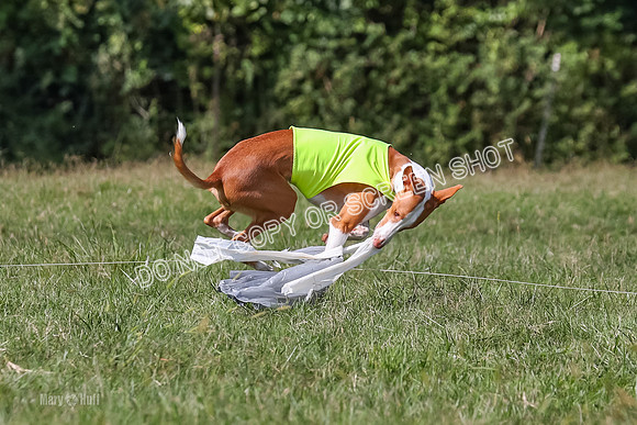 Open Prelim B1, Libby, Rogue, Penny-7808