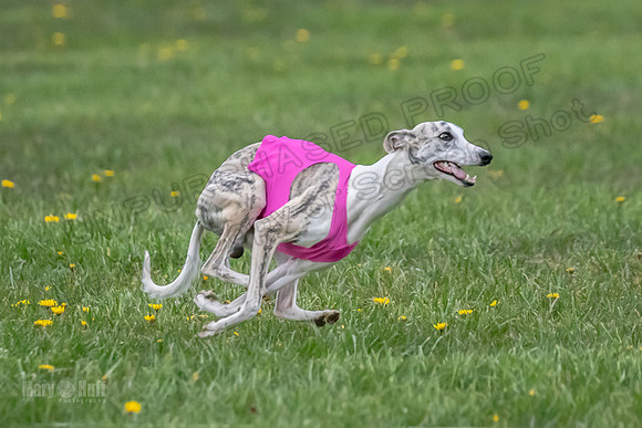 1 Prelim Open B1 Pearl Riptide Flower-6320
