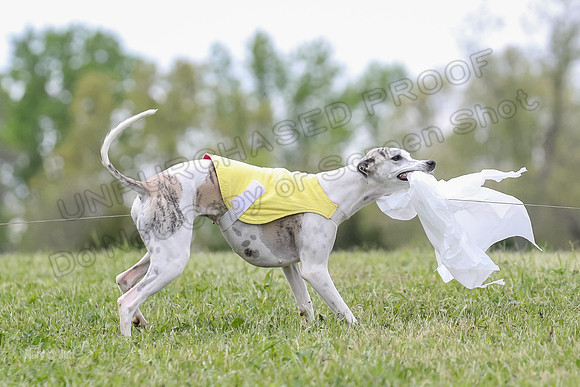 Finals Vets B6, Letty Harley-2208