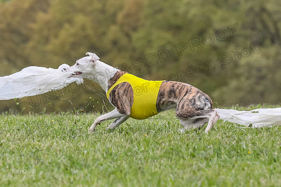 Finals Open G4, Lzzy Bumble Mystic-1639