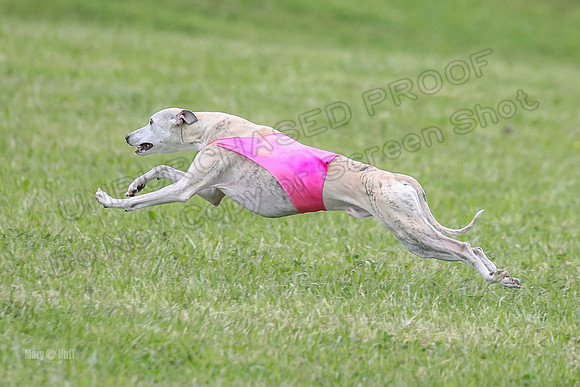 Prelim Veterans 6, Rosie Tomte Akela-0253