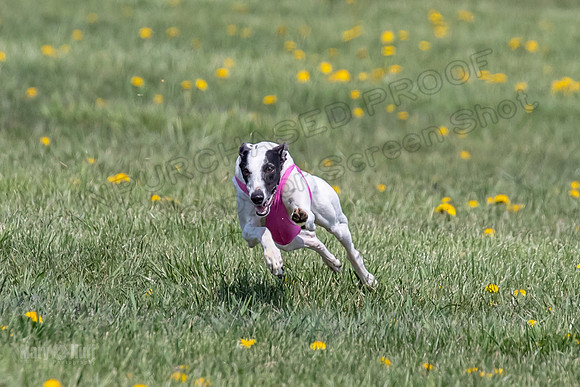 1Prelims Specials B6 Mantle PeteySue Echo-1574