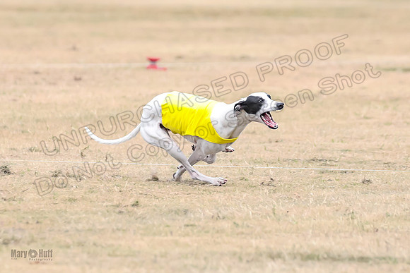 1Prelim Open 5 Petey Sue Cheese-3128