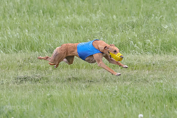 1 Prelims Open 1, LA Twister Greta-8184