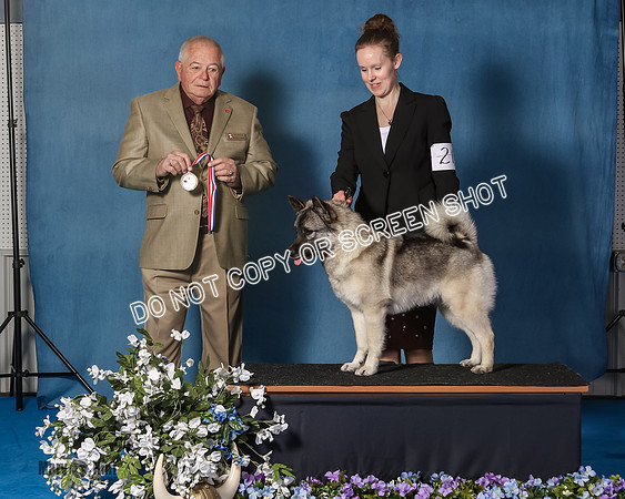 Elkhound 2020-1091