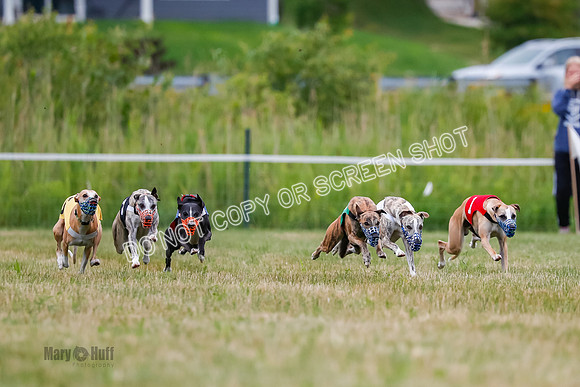 Prg 2, Race 4, Marty, Bogie, Denim, Meatloaf, Blaze, Raz-0981