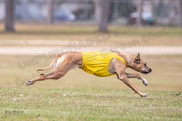 Finals Fch 1 Islay Opal Dakota-2407