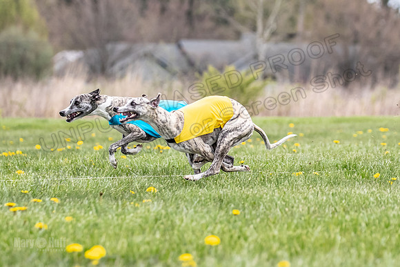 Finals Fch B1 Elan Arlo Arrow-9375