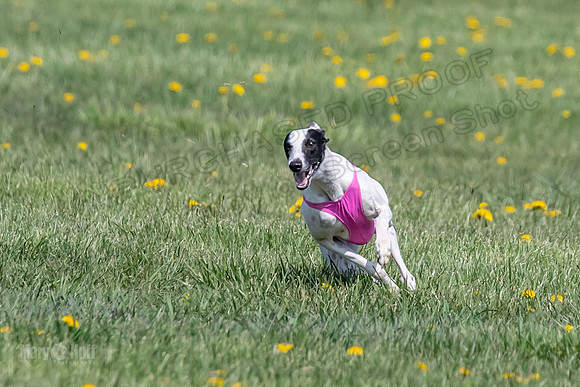 1Prelims Specials B6 Mantle PeteySue Echo-1573