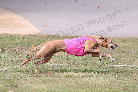 1 prelims Vet Libby Xena-6298
