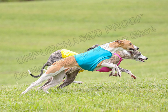 Prelim Fch 1,  Prim Shelby Ember-5136