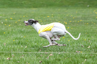 Finals Whippet Specials-4724