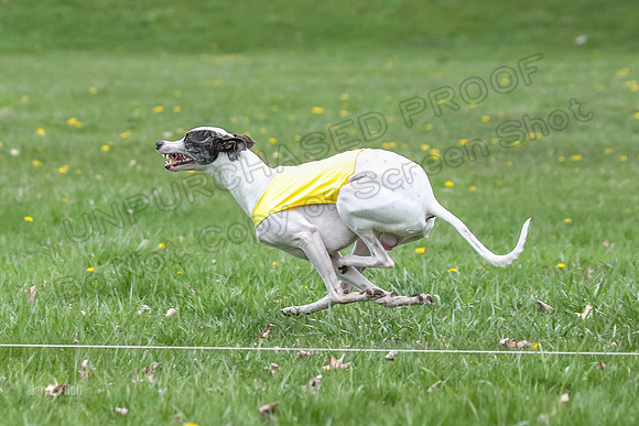 Finals Whippet Specials-4724
