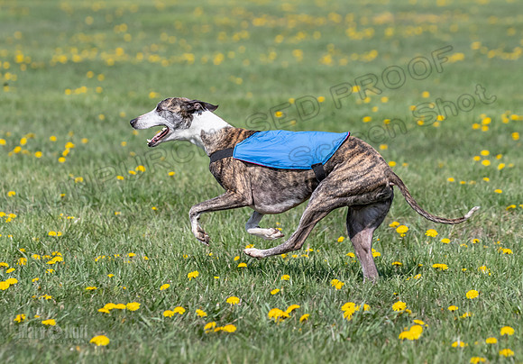 1Prelims Veterans 2 Nellie Prudence Captain-1665