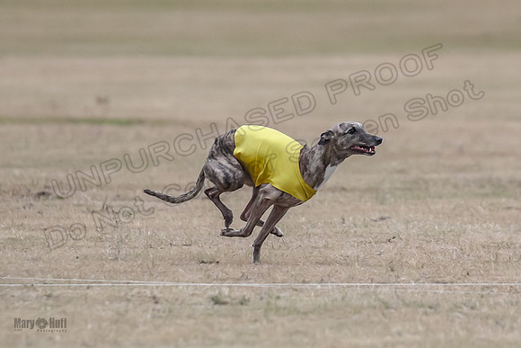 1Prelim Vet 1 LittleBit Arya-3385