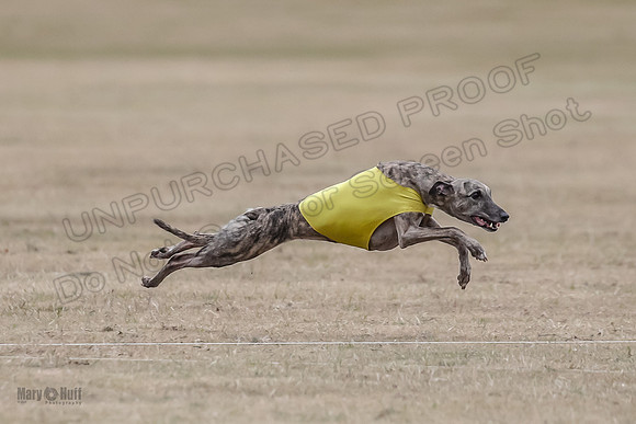1Prelim Vet 1 LittleBit Arya-3387
