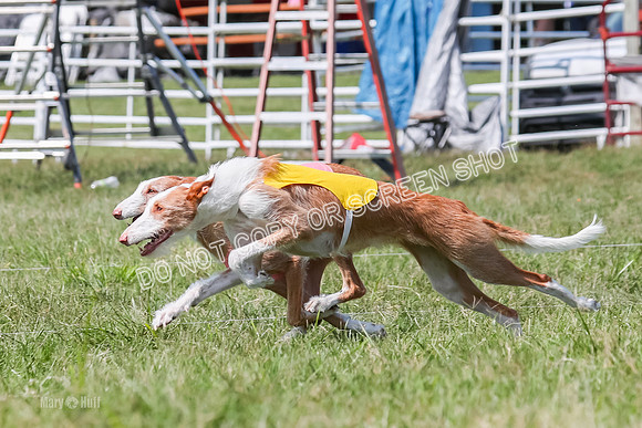 Prelim, Veteran 1, Dobby, Pepper-8794