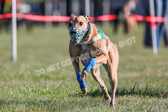 Prg 1, Race 19, Picanha Nibbles Cutter Tanooki Cheetah-9310
