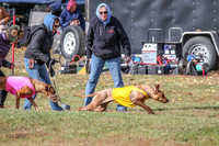 Rhodesian Ridgeback