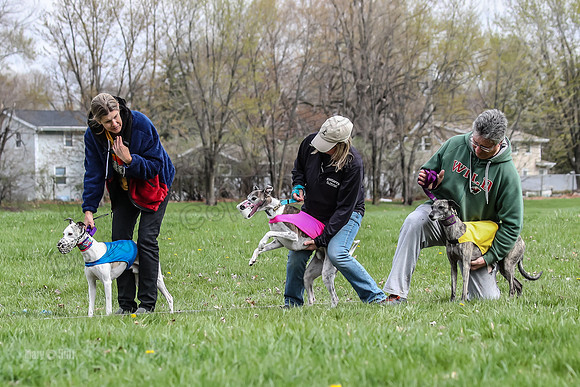 Finals Whippet Open-4651