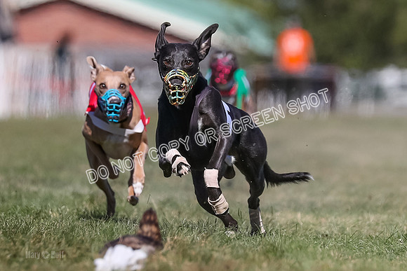 Prg 4, Race 5, Rasta Cammie Warrior Grim Buckwheat-0196