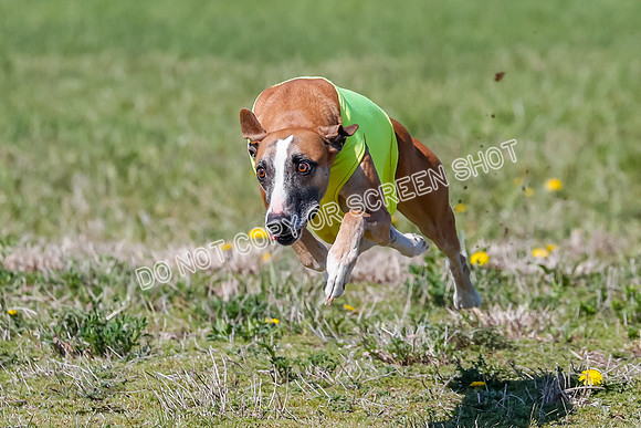 Prelim, Rocky Shimmy Zed-2415