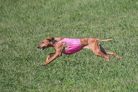 2 Finals Vet 2 Erzulie Libby-8171