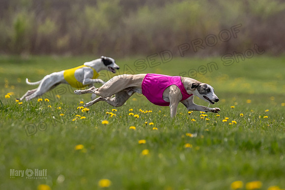 Finals Specials B2 PeteySue Frankie Rush-4629