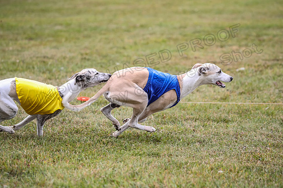 1 Prelims Open 1 AnnieOakley Fennec Zero-1259
