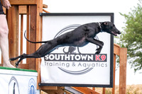 Whippet Training Southtown K9 8.18.15